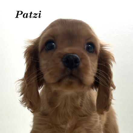 puppy, for, sale, Cockaliers, Joe & Cherri  Overlease, dog, breeder, Miller, MO, dog-breeder, puppy-for-sale, forsale, nearby, find, puppyfind, locator, puppylocator, aca